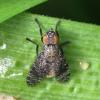 Platystoma seminationis